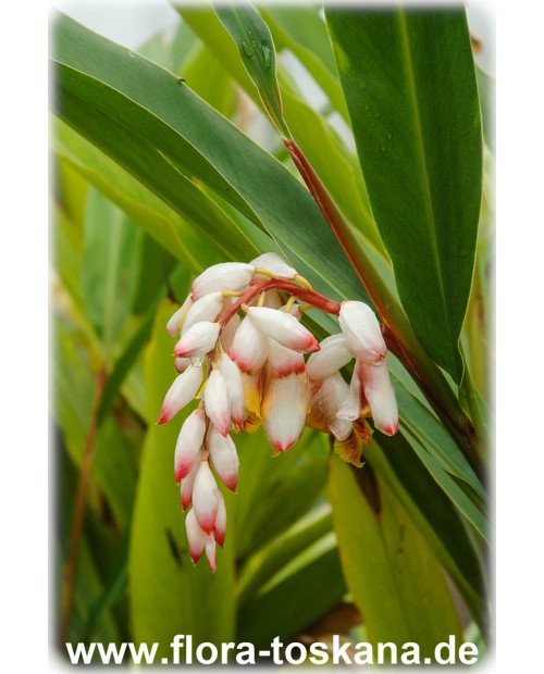 Alpinia zerumbet - Shell Ginger, Pink Porcelain Lily