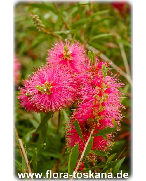 Callistemon citrinus 'Perth Pink' - Pink Bottlebrush