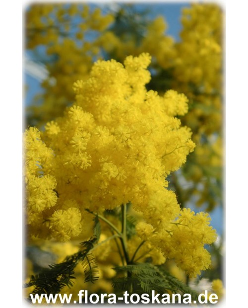 Acacia dealbata - Silber-Akazie | Gelbe Mimose