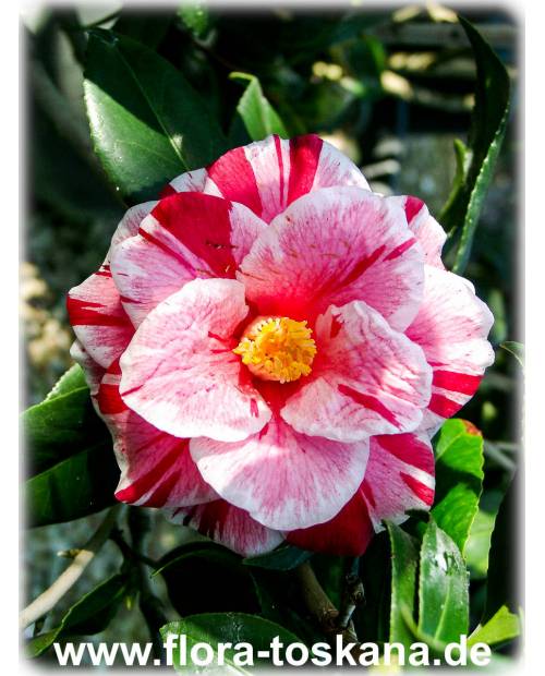 Camellia japonica 'Oki-No-Nami' - Camellia