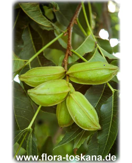Carya illinoinensis - Pekan-Nuss (Pflanze) | Pekannussbaum