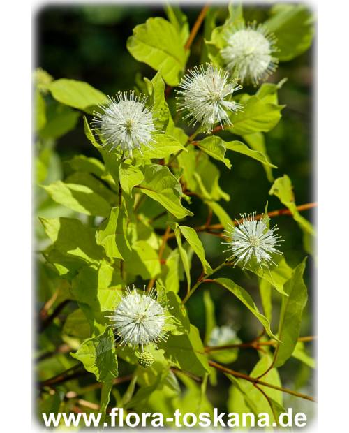 Cephalantus occidentalis - Button Bush, Button Willow
