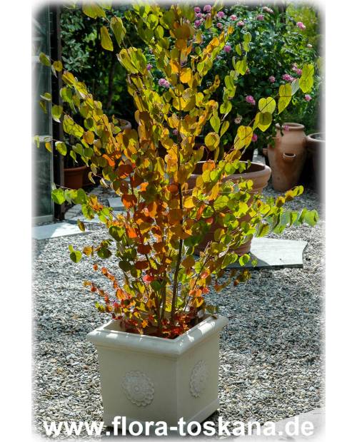 Cercidiphyllum japonicum - Lebkuchenbaum | Katsurabaum | Japanischer Kuchenbaum