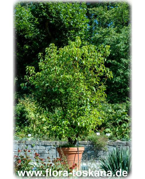 Cinnamomum camphora - Kampferbaum | Zimtlorbeer (Pflanze)