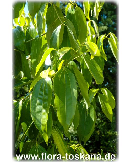 Cinnamomum zeylanicum, Cinnamomum verum - Echter Zimt | Zimtbaum | Ceylon-Zimtbaum (Pflanze)