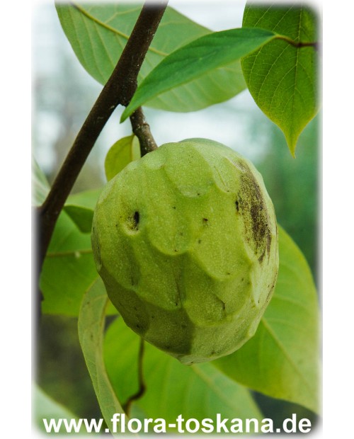 Annona cherimola - Cherimoya, Custard Apple