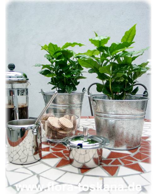 Coffea arabica - Echter Kaffee (Pflanze) | Kaffeestrauch | Café (Pflanze)