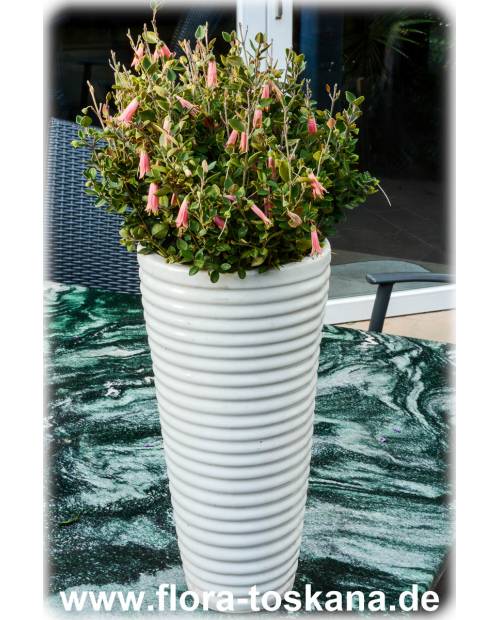 Correa x harrisii - Australian Fuchsia
