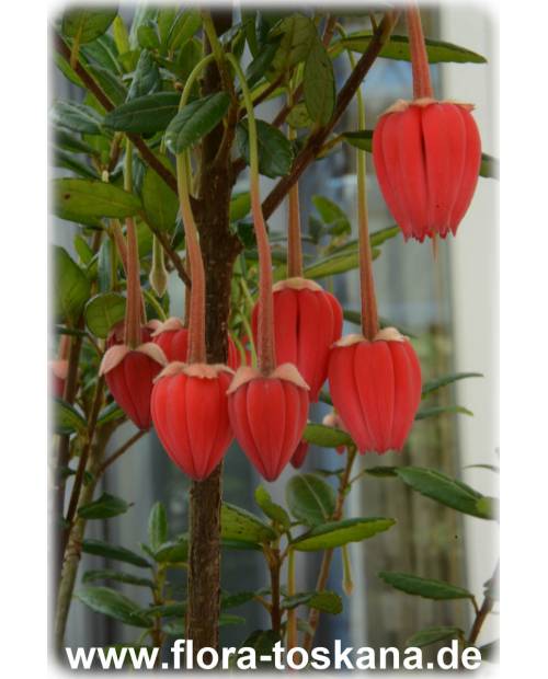 Crinodendron hookerianum - Laternenbaum | Heidekrautbaum
