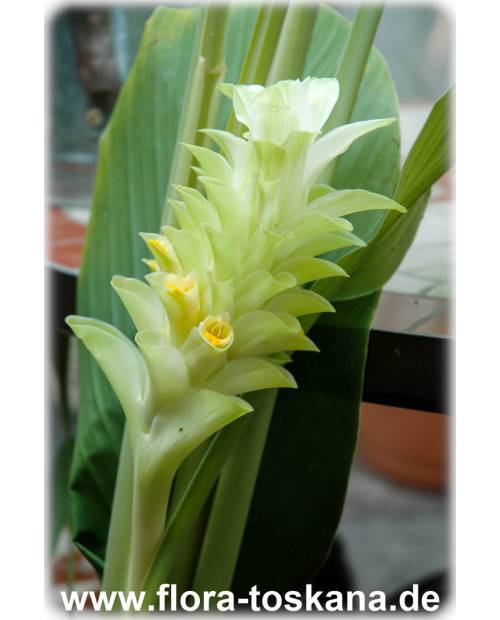 Curcuma longa - Curcuma, Siam Tulip