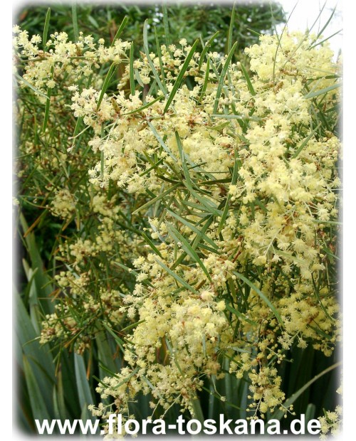 Acacia retinodes - Swamp Wattle, Ever-blooming Wattle