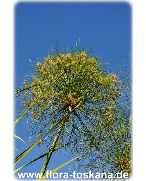 Cyperus papyrus - Papyrus (Pflanze) | Echter Papyrus | Zyperngras