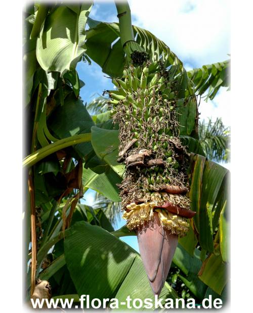 Musa x paradisiaca 'Dwarf Cavendish' - Dwarf Cavendish Banana
