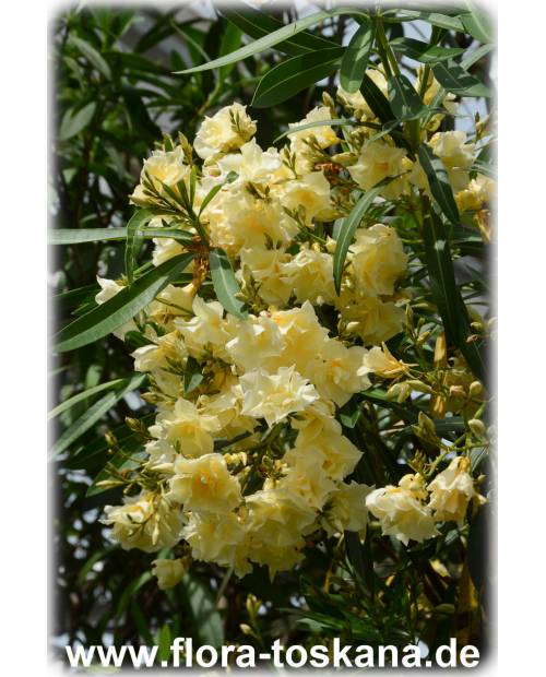 Nerium oleander, gelb-gefüllt - Oleander | Rosenlorbeer