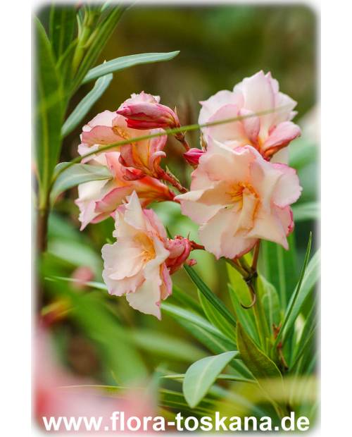 Nerium oleander, lachs-gefüllt - Oleander | Rosenlorbeer