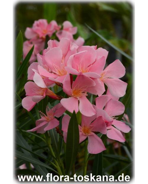 Nerium oleander, rosa - Oleander | Rosenlorbeer