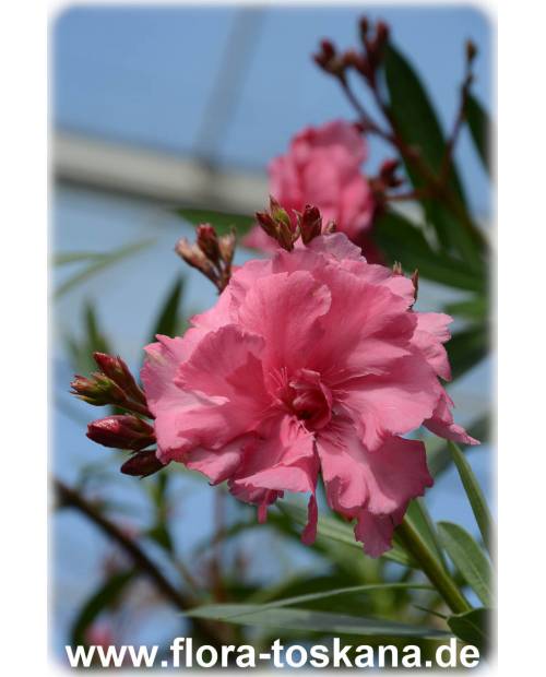 Nerium oleander, rosa-gefüllt - Oleander | Rosenlorbeer