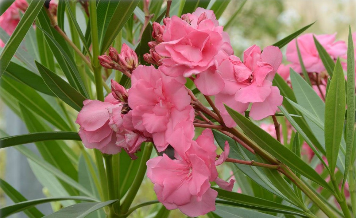 Nerium oleander, rosa-gefüllt - Oleander, Rose Laurel | FLORA TOSKANA
