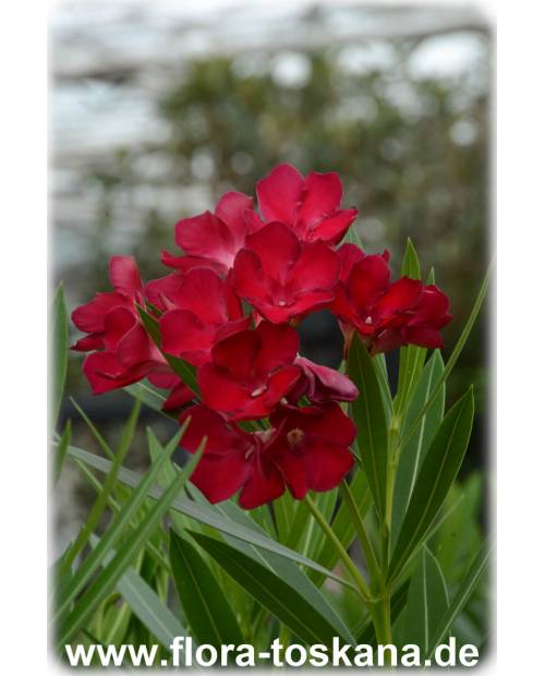 Nerium oleander, rot - Oleander | Rosenlorbeer