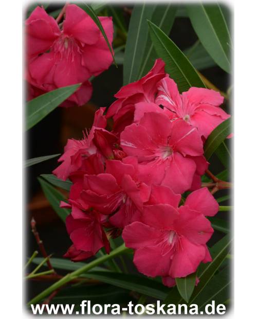 Nerium oleander, rot-gefüllt - Oleander | Rosenlorbeer