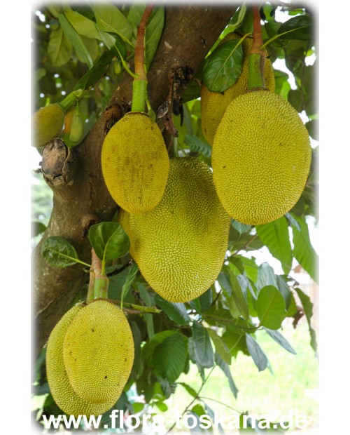 Artocarpus heterophyllus - Jackfrucht (Pflanze) | Jackfruchtbaum | Jakobsfrucht
