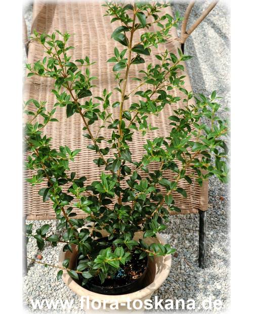 Osmanthus x burkwoodii - Holly Tea Olive
