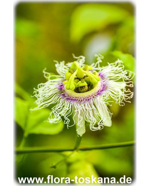 Passiflora edulis - Maracuja (Pflanze) | Purpur-Granadilla | Passionsfrucht (Pflanze)