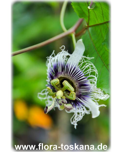 Passiflora edulis x colvilii - Maracuja | Granadilla | Passionsfrucht