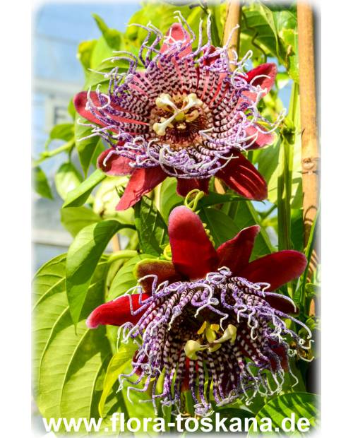 Passiflora quadrangularis - Riesen-Granadilla | Königs-Granadilla | Passionsfrucht (Pflanze)