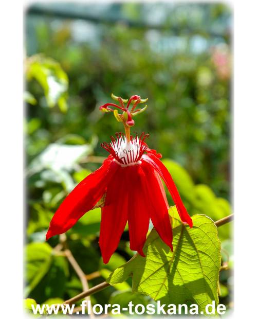 Passiflora vitifolia - Passion Flower