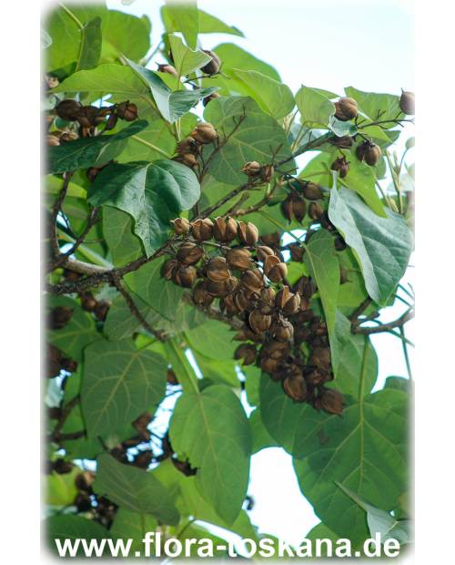 Paulownia tomentosa - Blauglockenbaum | Kiribaum |Kaiserbaum | Kaiser-Paulownie