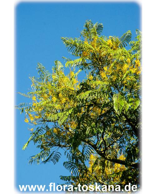 Peltophorum pterocarpum - Gelber Flammenbaum