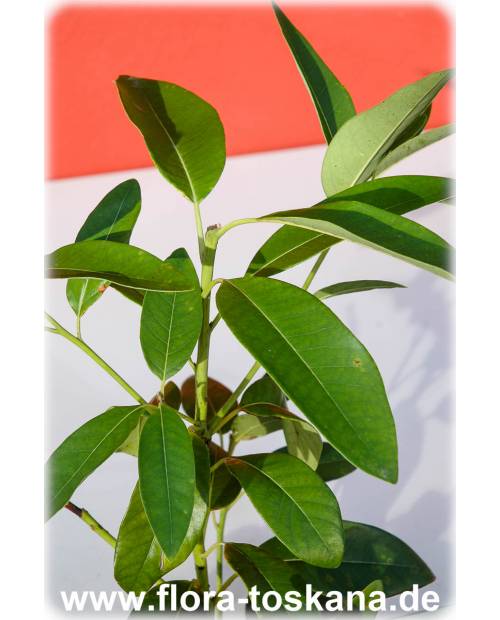 Persea indica - Canary Avocado
