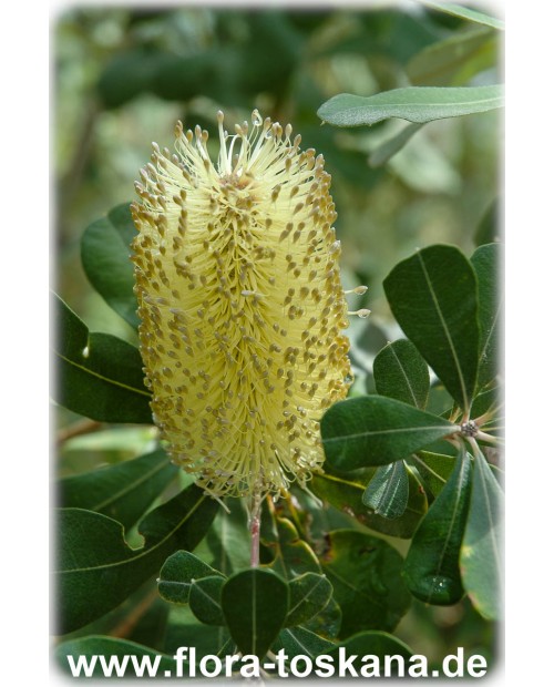 Banksia integrifolia - Küsten-Banksie