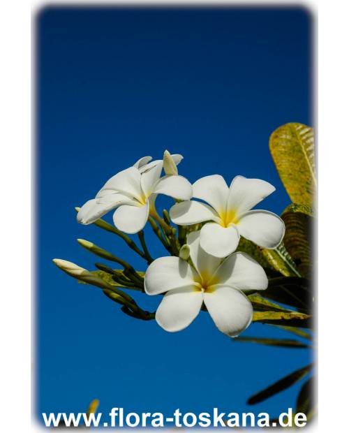 Plumeria obtusa 'Singapore White' - Frangipani | Tempelbaum | Wachsblume