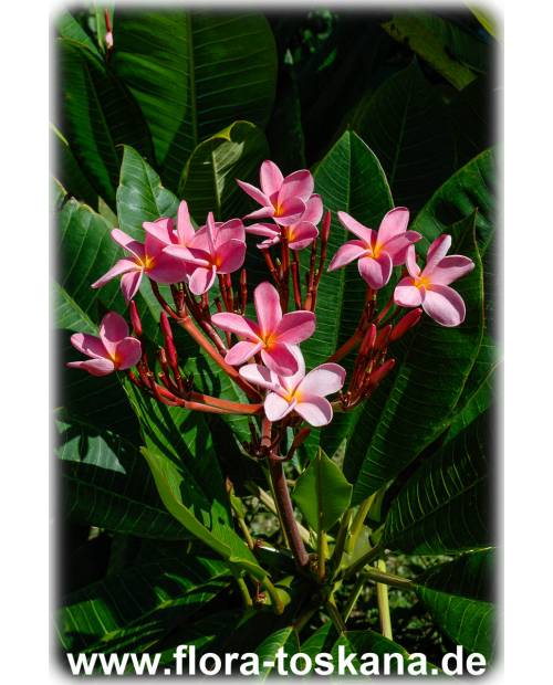 Plumeria rubra pink-gelb - Frangipani | Tempelbaum | Wachsblume