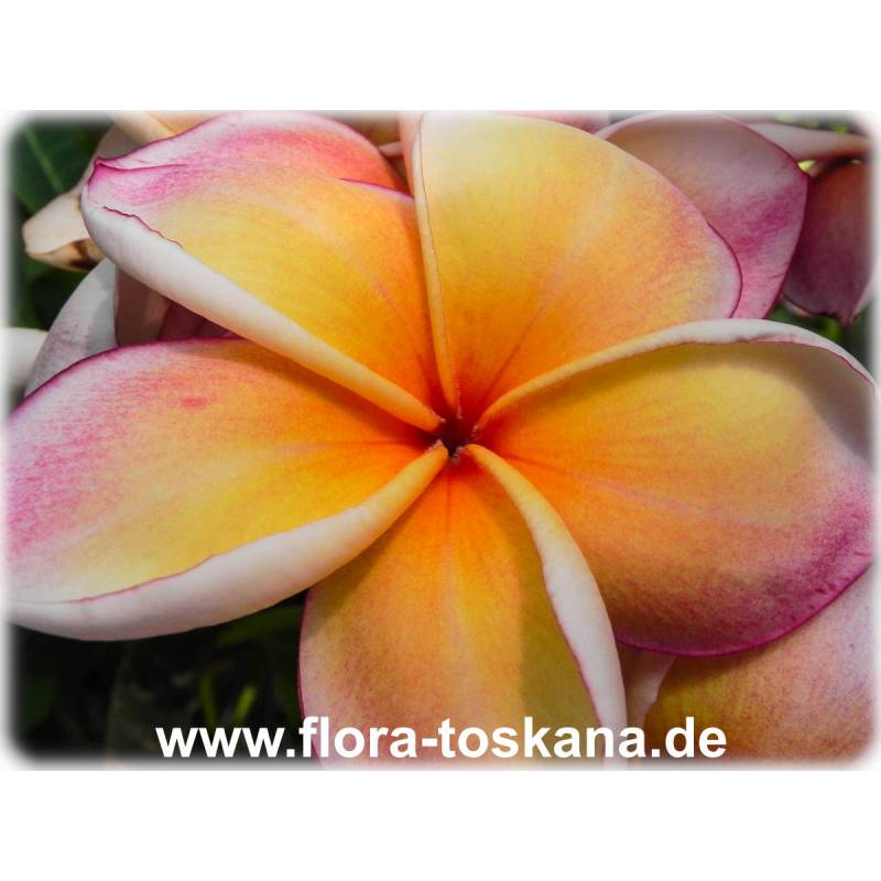 Plumeria rubra rot-orange-gelb - Frangipani TOSKANA | FLORA