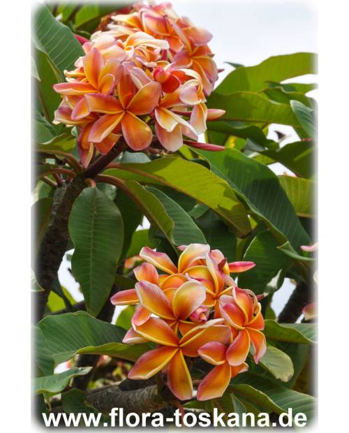 Plumeria rubra rot-orange-gelb - Frangipani | Tempelbaum | Wachsblume