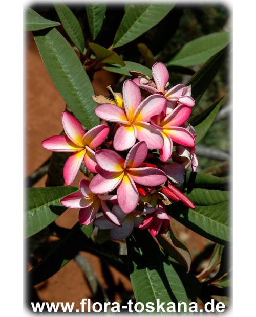 Plumeria rubra weiß-rosa-gelb - Frangipani | Tempelbaum | Wachsblume
