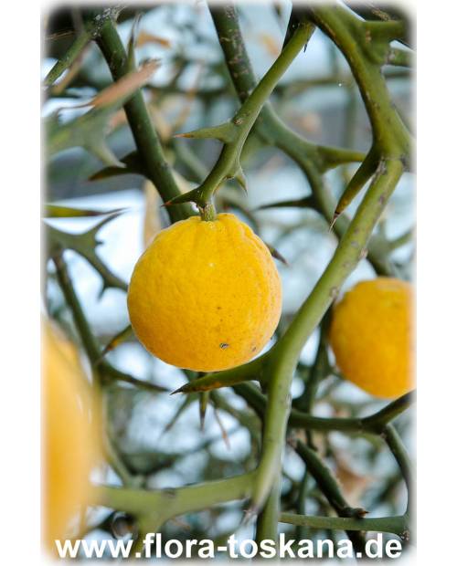 Orange, Poncirus (Citrus) TOSKANA | Bitterorange Dreiblättrige FLORA trifoliata -