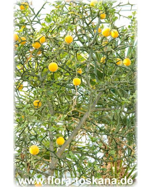 Orange, Bitterorange Dreiblättrige (Citrus) | trifoliata Poncirus - TOSKANA FLORA