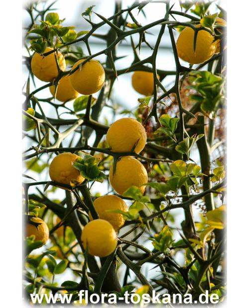 Poncirus trifoliata (Citrus) - Dreiblättrige Orange | Bitterorange