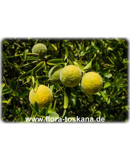 trifoliata Bitterorange | Poncirus TOSKANA Orange, (Citrus) - Dreiblättrige FLORA