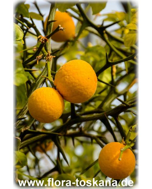 Poncirus trifoliata (Citrus) Bitterorange - Dreiblättrige TOSKANA | Orange, FLORA