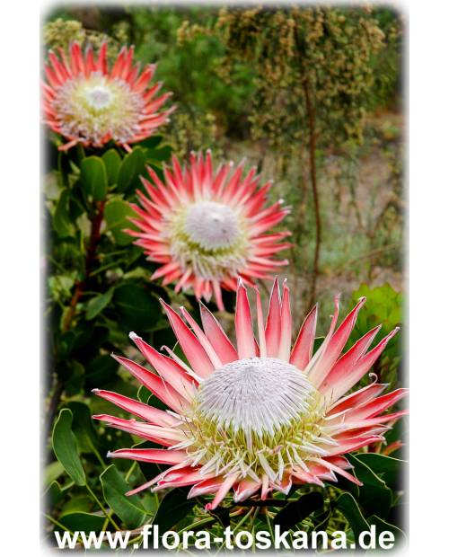 Protea cynaroides - Königs-Protea | Protee | Silberbaum | Zuckerbusch