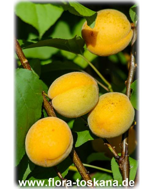 Prunus armeniaca 'Sungiant' - Aprikose
