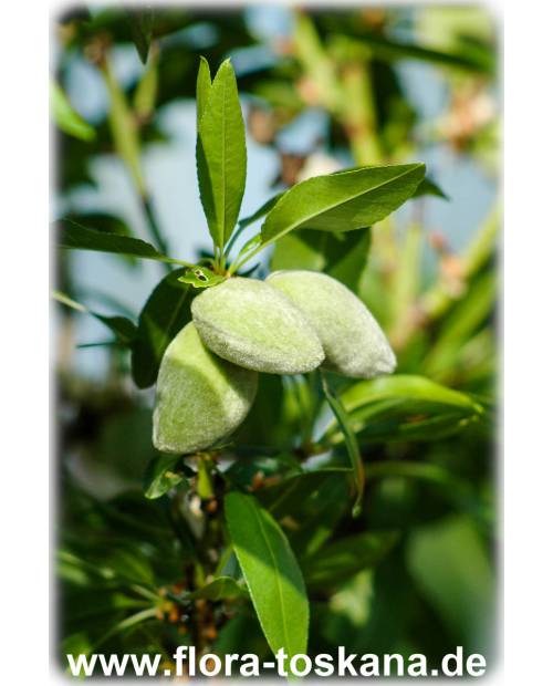 Prunus dulcis - Mandel (Pflanze) | Echter Mandelbaum