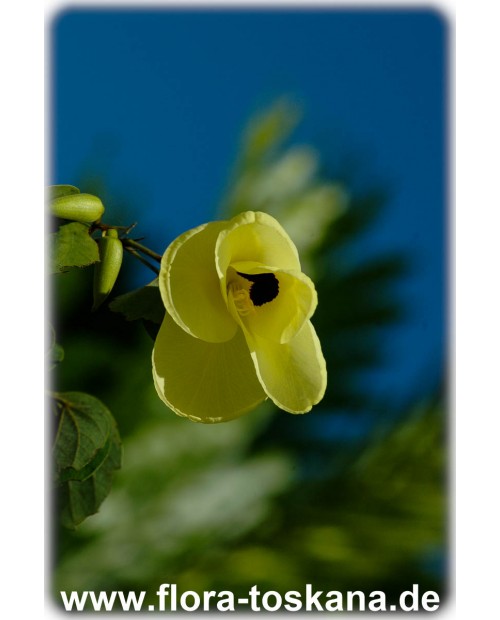 Bauhinia tomentosa - Gelber Orchideenbaum