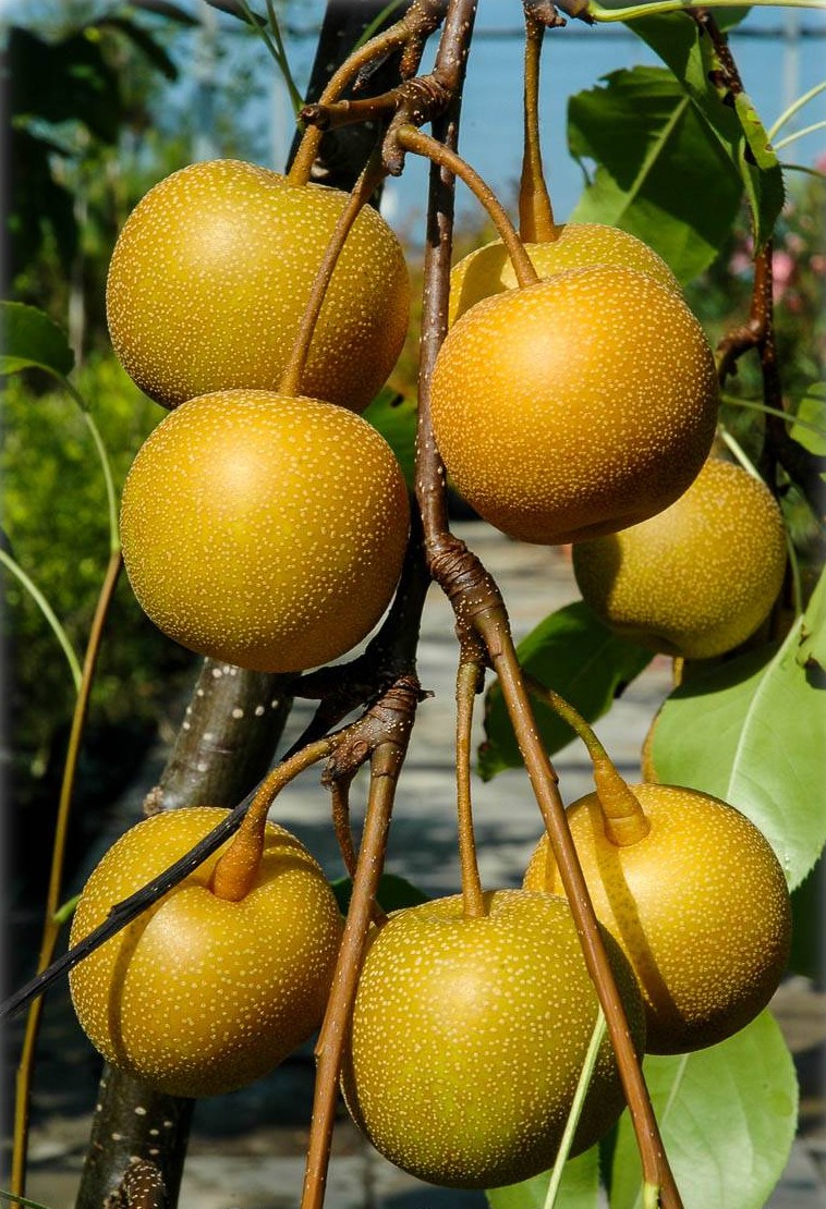 Pyrus pyrifolia var. culta - Apfelbirne | Asienbirne, Asiatische FLORA Nashi-Birne, TOSKANA Nashi