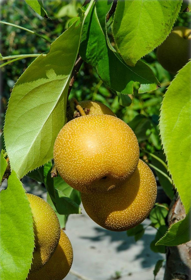 Pyrus pyrifolia var. Apfelbirne culta - | Asienbirne, TOSKANA Asiatische Nashi, FLORA Nashi-Birne